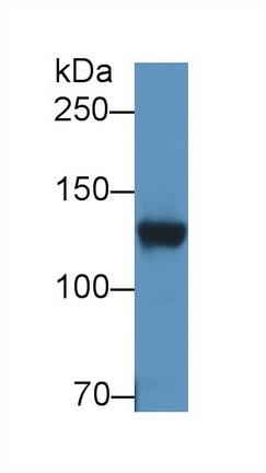 Polyclonal Antibody to Dipeptidyl Peptidase 6 (DPP6)