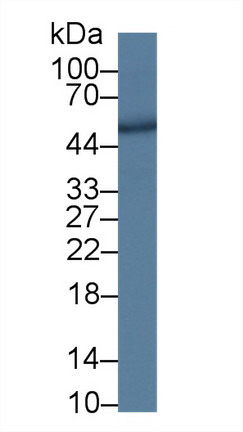 Polyclonal Antibody to Dipeptidyl Peptidase 7 (DPP7)