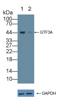 Polyclonal Antibody to General Transcription Factor IIIA (GTF3A)