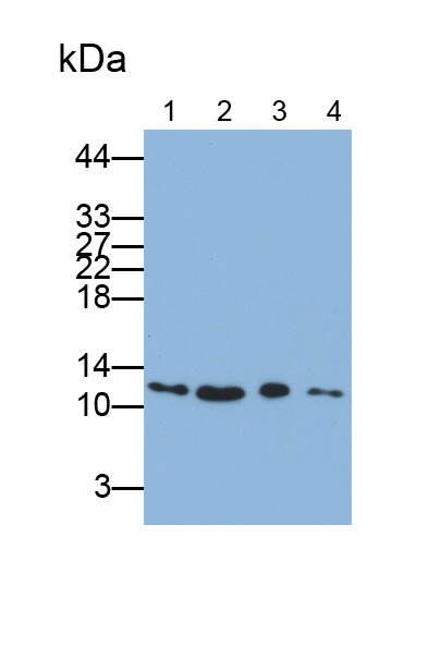 Polyclonal Antibody to Small Nuclear Ribonucleoprotein Polypeptide D3 (SNRPD3)