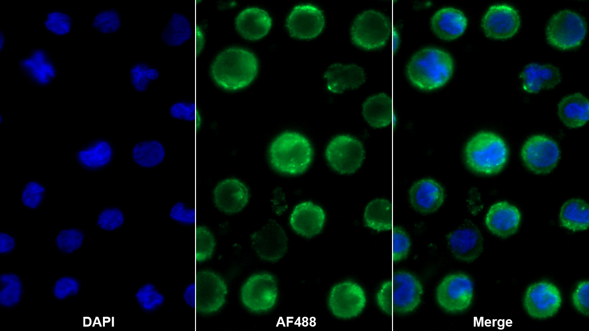 Polyclonal Antibody to Sialic Acid Binding Ig Like Lectin 9 (SIGLEC9)