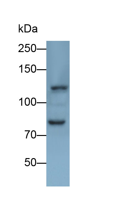 Polyclonal Antibody to Dipeptidyl Peptidase 8 (DPP8)