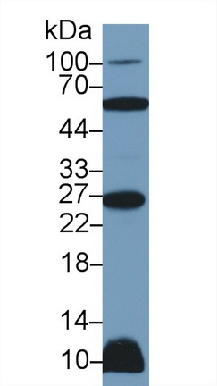 Polyclonal Antibody to Tumor Necrosis Factor Ligand Superfamily, Member 12 (TNFSF12)