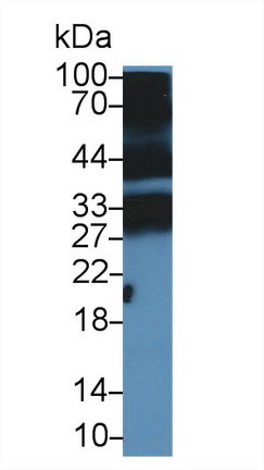 Polyclonal Antibody to Peptidoglycan Recognition Protein 1 (PGLYRP1)