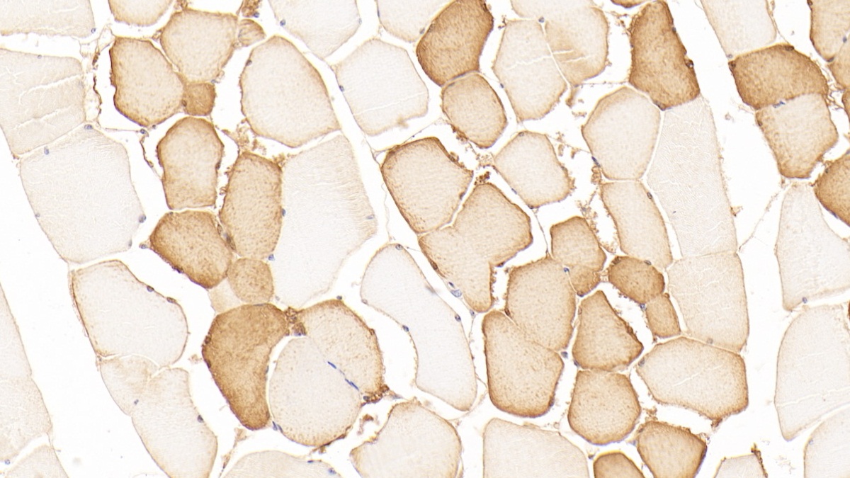 Polyclonal Antibody to 5'-Nucleotidase, Mitochondrial (NT5M)