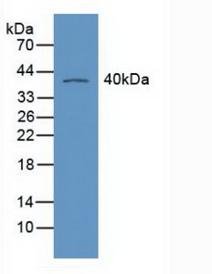 Polyclonal Antibody to Retinoid X Receptor Gamma (RXRg)