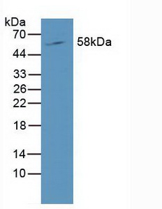 Polyclonal Antibody to RAR Related Orphan Receptor Gamma (RORg)