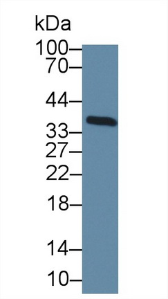 Polyclonal Antibody to Transcription Elongation Factor A2 (TCEA2)