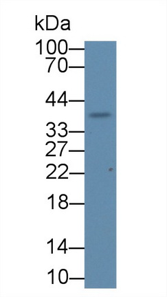 Polyclonal Antibody to Transcription Elongation Factor A2 (TCEA2)