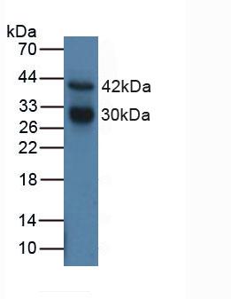 Polyclonal Antibody to Cathepsin G (CTSG)