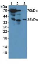 Polyclonal Antibody to Cathepsin G (CTSG)