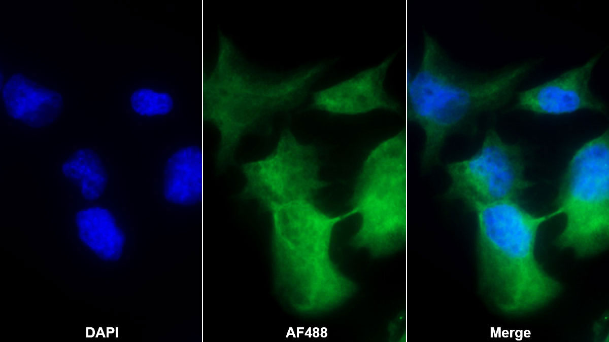 Polyclonal Antibody to Glutathione Peroxidase 6, Olfactory (GPX6)