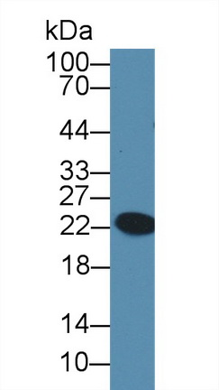 Polyclonal Antibody to Glutathione Peroxidase 6, Olfactory (GPX6)