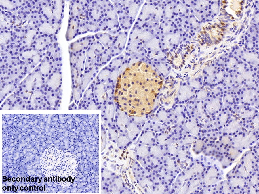 Polyclonal Antibody to CREB Binding Protein (CREBBP)