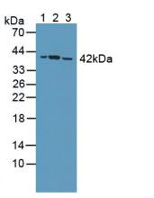 Polyclonal Antibody to Protein Phosphatase 2A Activator, Regulatory Subunit 4 (PPP2R4)