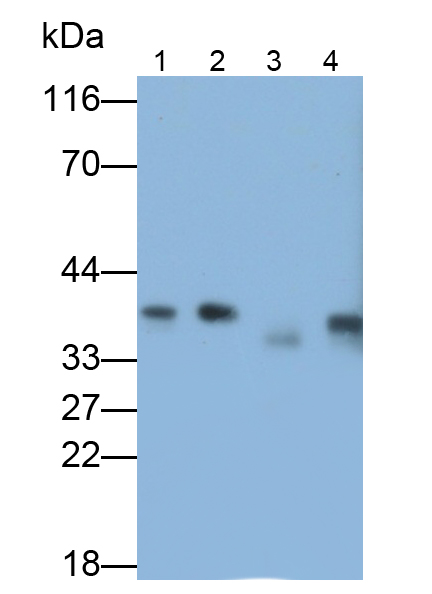 Polyclonal Antibody to Protein Phosphatase 1, Catalytic Subunit Beta Isoform (PPP1Cb)