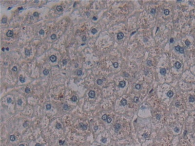 Polyclonal Antibody to Neutral Sphingomyelinase Activation Associated Factor (NSMAF)