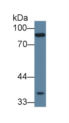 Polyclonal Antibody to Protocadherin Beta 15 (PCDHb15)