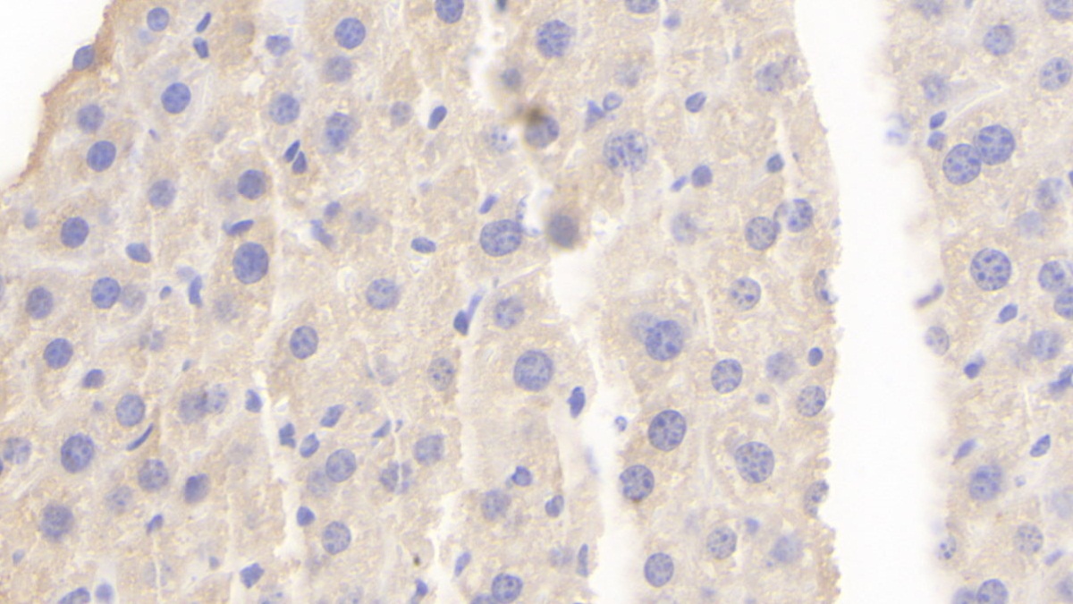 Polyclonal Antibody to Protocadherin 18 (PCDH18)