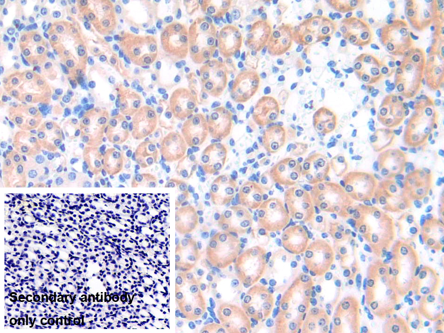 Polyclonal Antibody to Ephrin A4 (EFNA4)