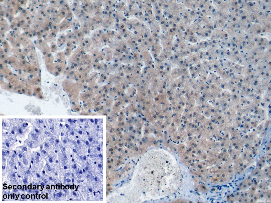 Polyclonal Antibody to Farnesyl Diphosphate Synthase (FDPS)