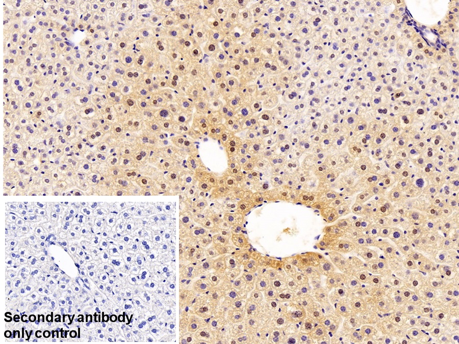 Polyclonal Antibody to Farnesyl Diphosphate Synthase (FDPS)