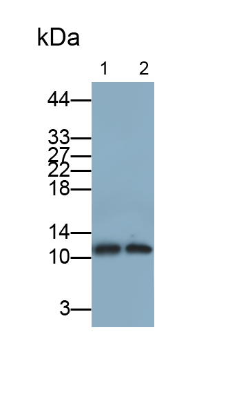 Polyclonal Antibody to Colipase, Pancreatic (CLPS)