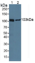 Polyclonal Antibody to Puromycin Sensitive Aminopeptidase (PSA)