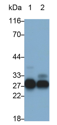 Polyclonal Antibody to Elastase 3B (ELA3B)