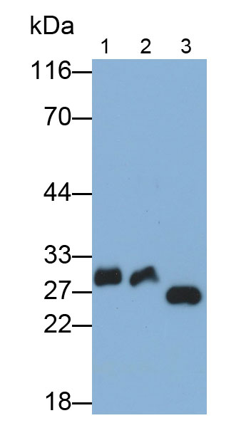 Polyclonal Antibody to Elastase 3B (ELA3B)