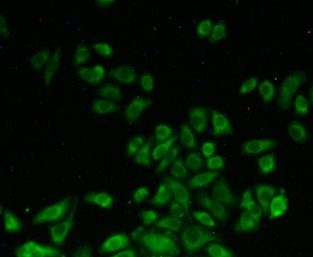 Polyclonal Antibody to Serine Hydroxymethyltransferase 2, Mitochondrial (SHMT2)