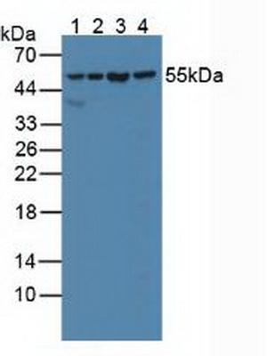 Polyclonal Antibody to Serine Hydroxymethyltransferase 2, Mitochondrial (SHMT2)