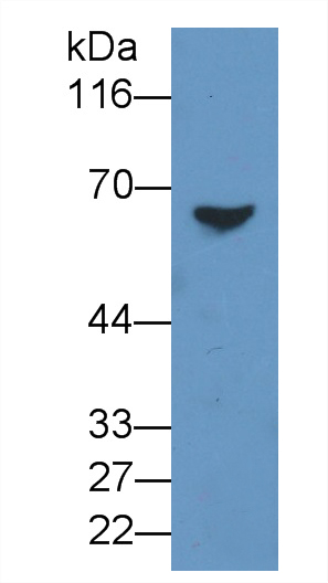 Polyclonal Antibody to Beta-Carotene-15,15'-Monooxygenase 1 (bCMO1)