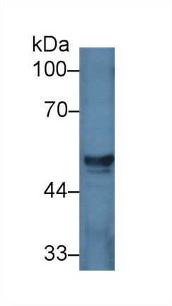 Polyclonal Antibody to Homogentisate-1,2-Dioxygenase (HGD)