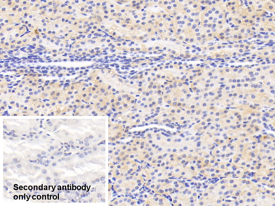 Polyclonal Antibody to Homogentisate-1,2-Dioxygenase (HGD)