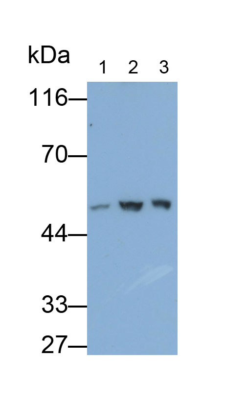 Polyclonal Antibody to Homogentisate-1,2-Dioxygenase (HGD)