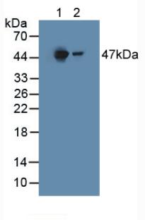 Polyclonal Antibody to Homogentisate-1,2-Dioxygenase (HGD)