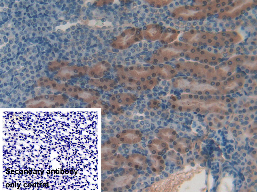 Polyclonal Antibody to Homogentisate-1,2-Dioxygenase (HGD)