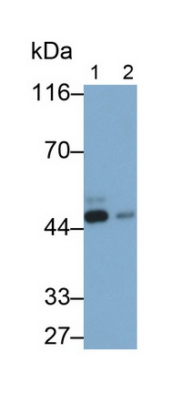 Polyclonal Antibody to 4-Hydroxyphenylpyruvate Dioxygenase (HPD)