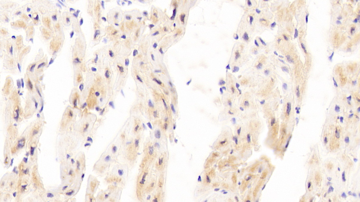 Polyclonal Antibody to Prolyl-4-Hydroxylase Alpha Polypeptide III (P4Ha3)