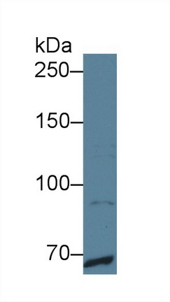 Polyclonal Antibody to C-Mer Proto Oncogene Tyrosine Kinase (MERTK)