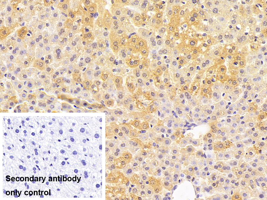 Polyclonal Antibody to Ras Homolog Gene Family, Member B (RHOB)