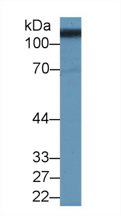 Polyclonal Antibody to Solute Carrier Family 3, Member 2 (SLC3A2)