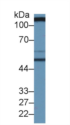 Polyclonal Antibody to Solute Carrier Family 3, Member 2 (SLC3A2)