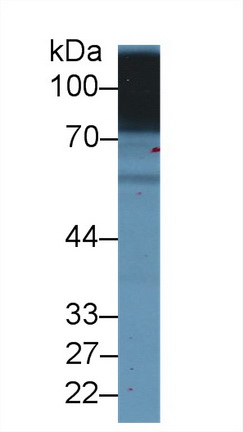 Polyclonal Antibody to Solute Carrier Family 3, Member 2 (SLC3A2)