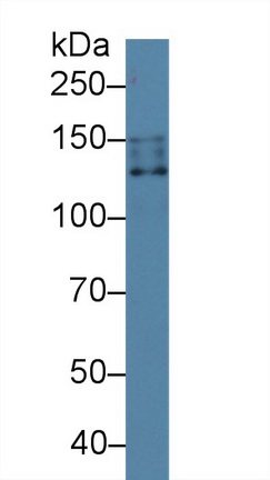 Polyclonal Antibody to Na-Cl Cotransporter (NCCT)