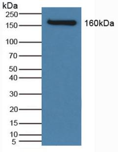 Polyclonal Antibody to Na-Cl Cotransporter (NCCT)