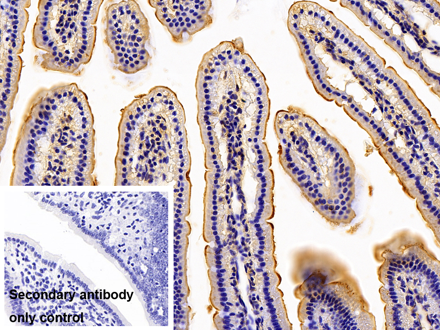 Polyclonal Antibody to Sodium/Glucose Cotransporter 1 (SGLT1)