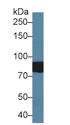 Polyclonal Antibody to Testis Anion Transporter 1 (TAT1)