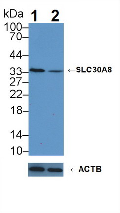 Polyclonal Antibody to Solute Carrier Family 30 Member 8 (SLC30A8)